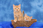 2 British Shorthair kitten in basket