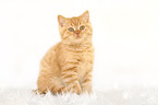 sitting British Shorthair kitten