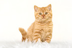 sitting red British Shorthair kitten