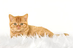 lying red British Shorthair kitten