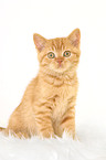 sitting British Shorthair kitten