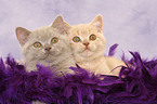 2 lying British Shorthair kitten