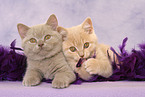 2 lying British Shorthair kitten