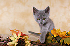 british shorthair kitten