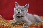 british shorthair kitten