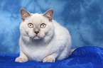 lying British Shorthair