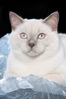 British Shorthair Portrait