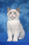 sitting british shorthair kitten