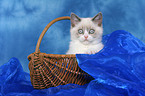 british shorthair kitten in basket