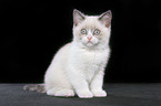 sitting british shorthair kitten