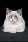 lying british shorthair kitten