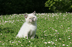 British shorthair kitten in the meadow