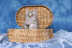 british shorthair kitten in chest