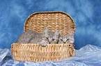 2 british shorthair kitten in chest