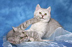 2 playing british shorthair kitten