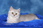 lying british shorthair kitten