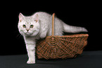 british shorthair kitten in basket