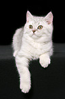 lying british shorthair kitten