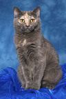 sitting british shorthair