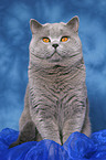 sitting british shorthaired tomcat