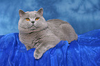 lying british shorthaired tomcat