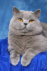 lying british shorthaired tomcat