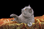 british shorthaired tomcat