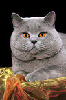 british shorthaired tomcat