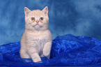 british shorthair kitten