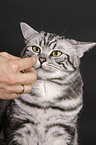 british shorthair tomcat portrait