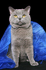 British Shorthair tomcat