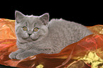 British Shorthair kitten