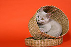 British Shorthair Kitten in basket