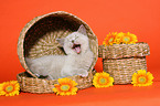 yawning British Shorthair Kitten in basket