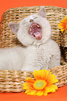 yawning British Shorthair Kitten