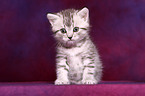 British Shorthair Kitten