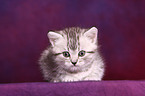 British Shorthair Kitten