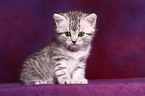 British Shorthair Kitten