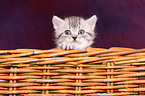 British Shorthair Kitten