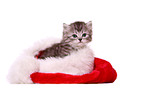 British Shorthair Kitten