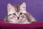 British Shorthair Kitten