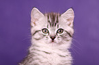 British Shorthair Kitten