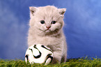 British Shorthair Kitten