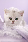 British Shorthair Kitten