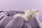 British Shorthair Kitten