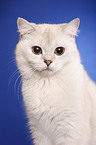 British Shorthair Portrait