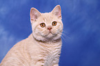 British Shorthair Kitten