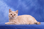 British Shorthair Kitten