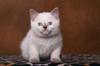 British Shorthair Kitten