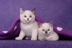 British Shorthair Kitten